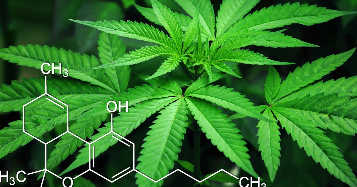 Unseen Risks: Understanding Cannabis’ Impact on Mental Health